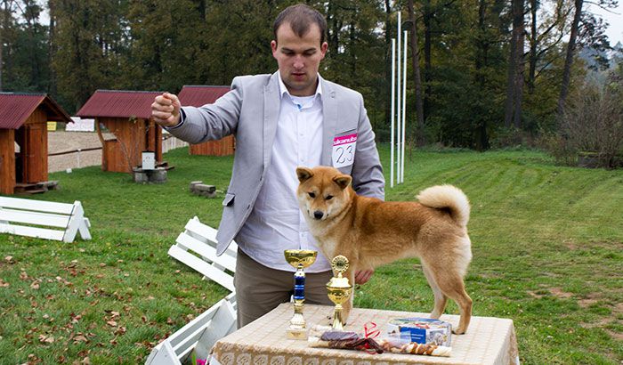 Speciální výstava Shiba klubu v Brně