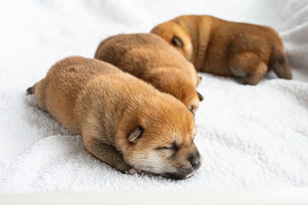 Shiba štěňata hledají svoje skvělé páníčky