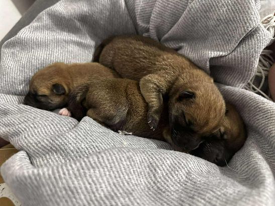 Shiba štěňata hledají svůj nový domov