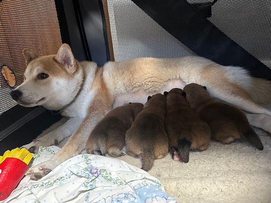 Shiba štěňata hledají svůj nový domov