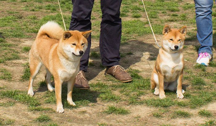 Speciální výstava shiba inu ve Zbraslavi u Brna 2015