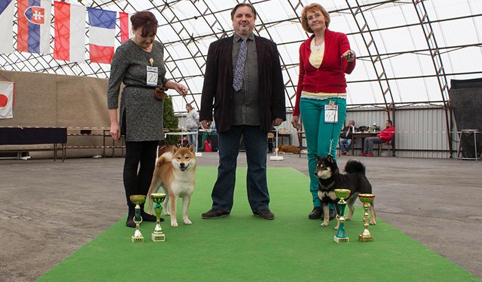 Klubová výstava Shiba inu v Mladé Boleslavi