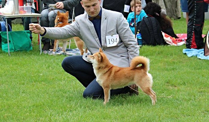 Klubová výstava Shiba inu v Hradci Králové