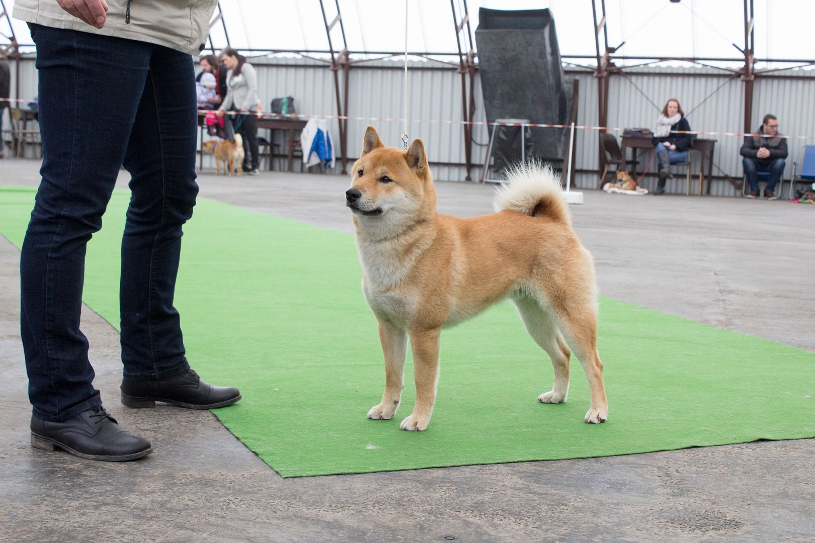 Klubová výstava Shiba inu v Mladé Boleslavi